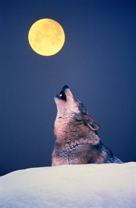 howling moon meaning